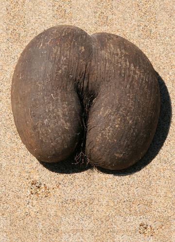 coco body